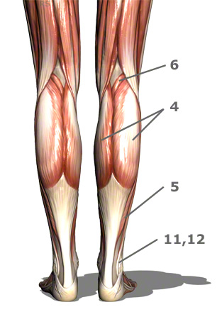 Calf muscles - Yuveo Clinic
