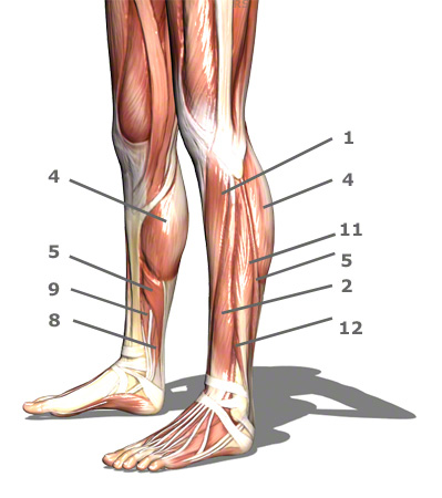 Calf muscles - Yuveo Clinic